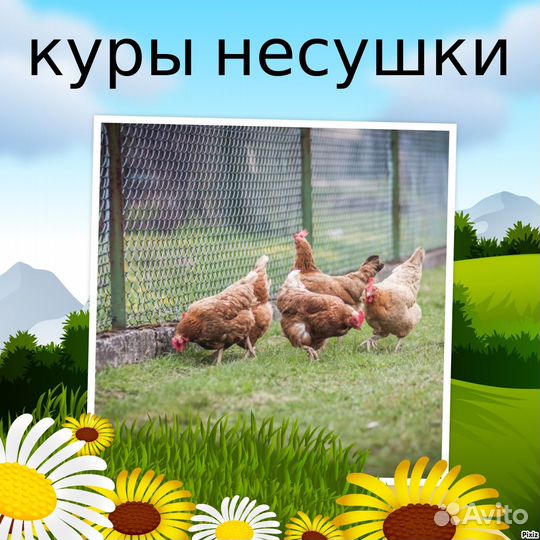 Курочки на яйцо