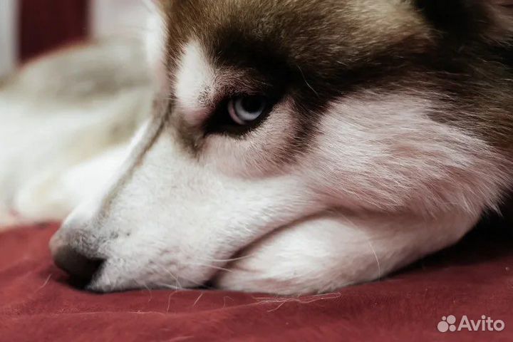 Передержка собак на праздники