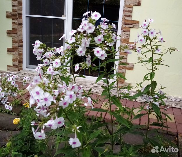 Флоксы многолетние, Купена соломонова печать