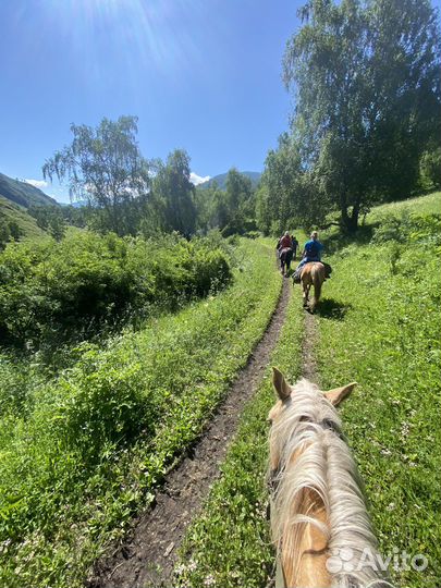 Отдых на Алтае