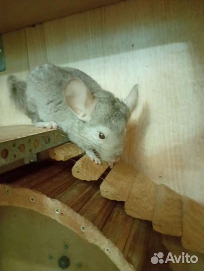 Бежевая шиншилла(бронь до 29.09)