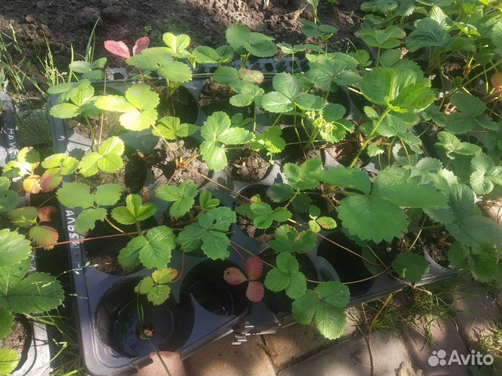 Клубника земляника садовая