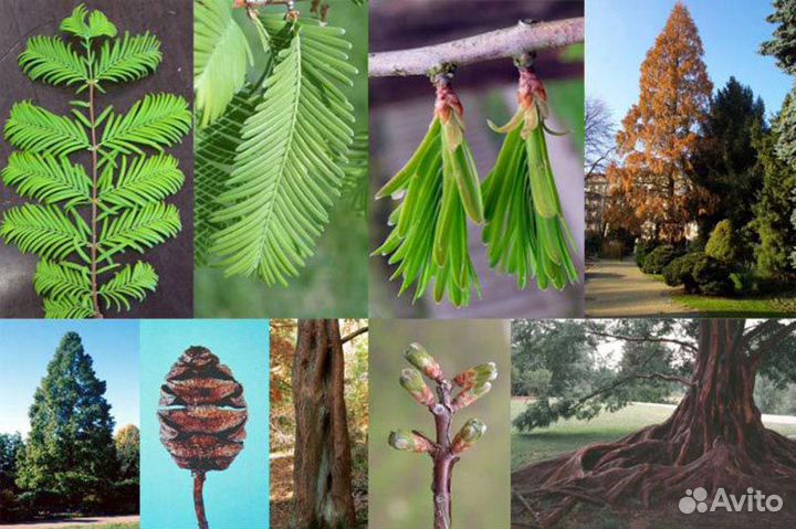 Метасеквойя саженцы семена