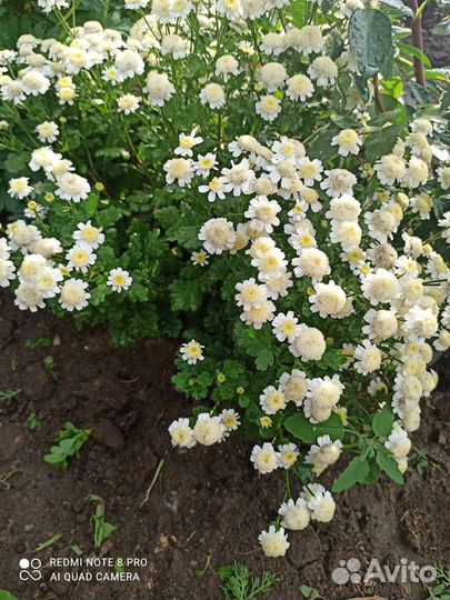 Ромашка садовая