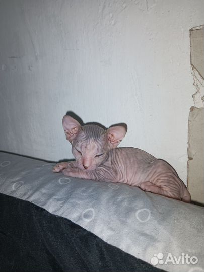 Донской сфинкс котята