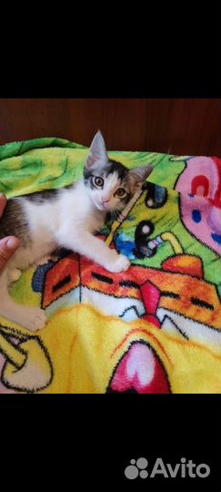 Котята в добрые руки бесплатно