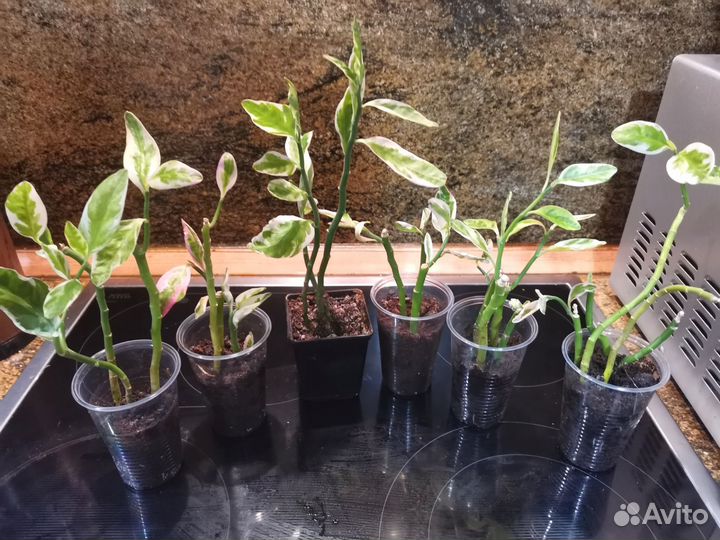 Педилантус вариегатный