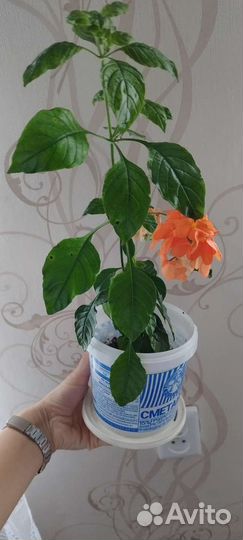 Кроссандра