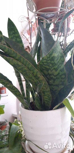 Сансевиерии разные