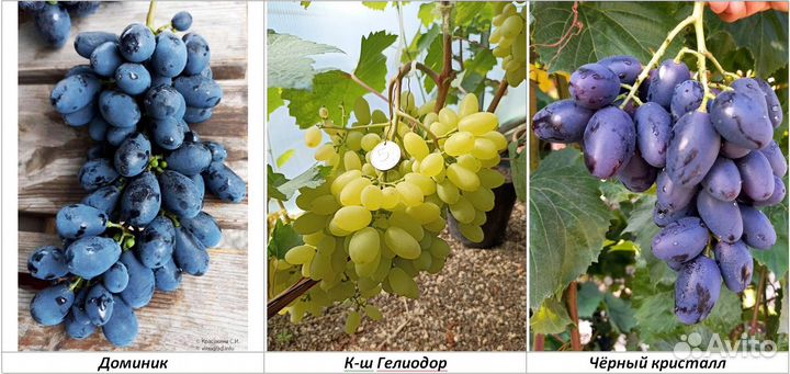 Черенки столового винограда, новые гф и сорта