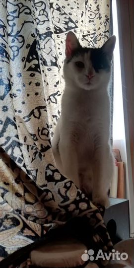 Кот
