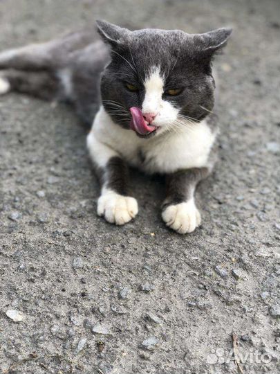 Отдам кота в добрые руки