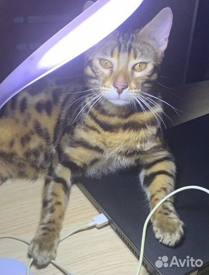 Бенгальский кот Вязка