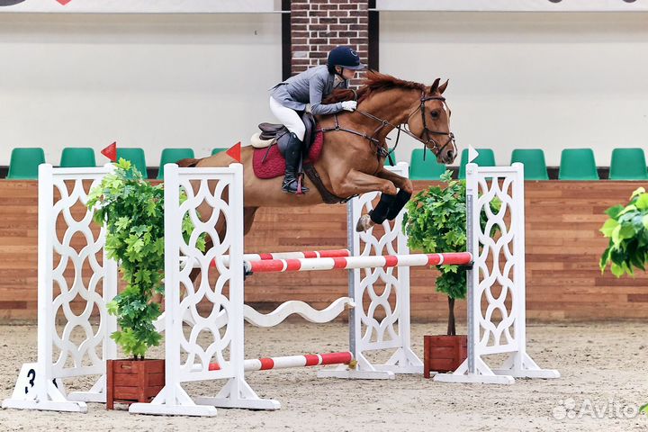 Аренда лошадей