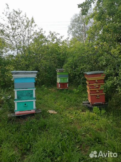 Пчеловодство