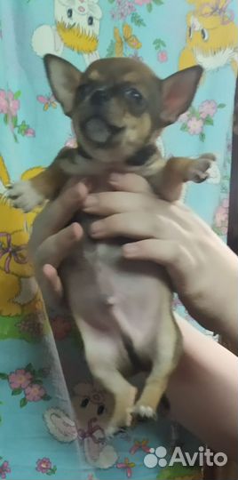 Малыши