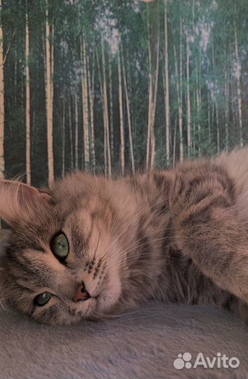 Кошка сибирская смешанная