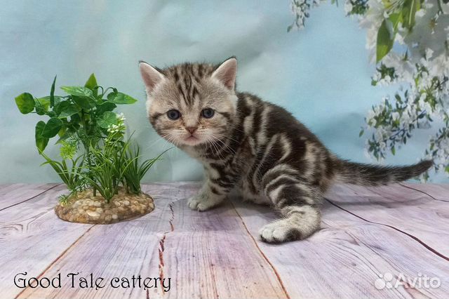 Прямоухие шотландские малыши