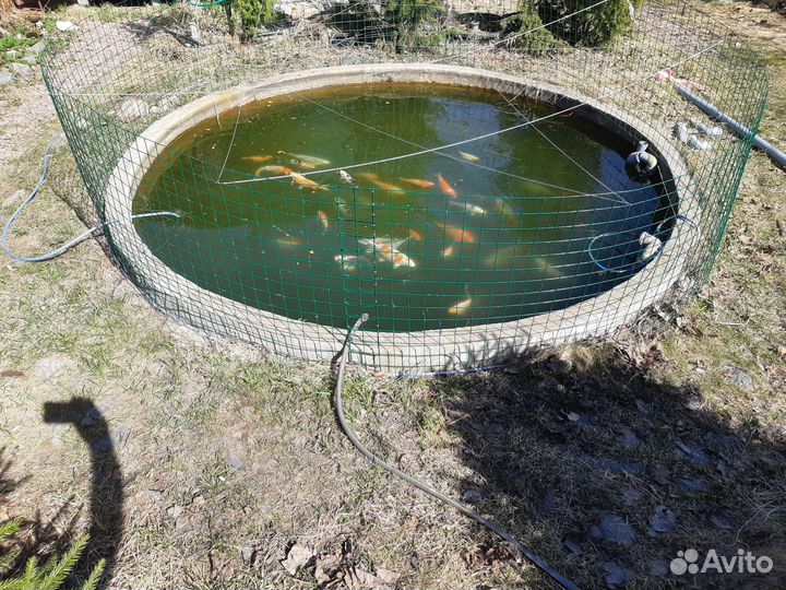 Карпы кои, цветной карась