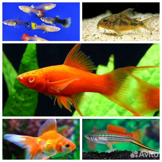 Анцитрусы барбусы данио золотые и растения