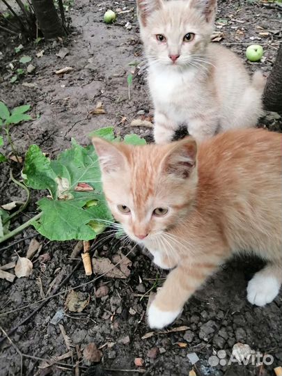 Котята бесплатно в дар