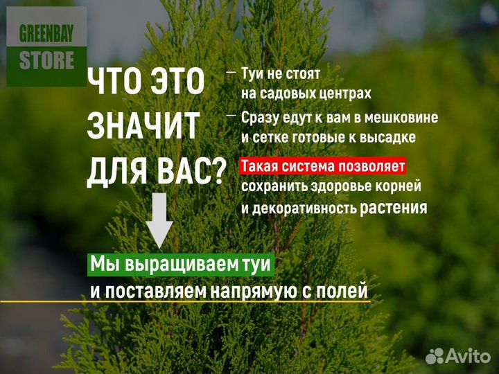 Туя смарагд 160 см