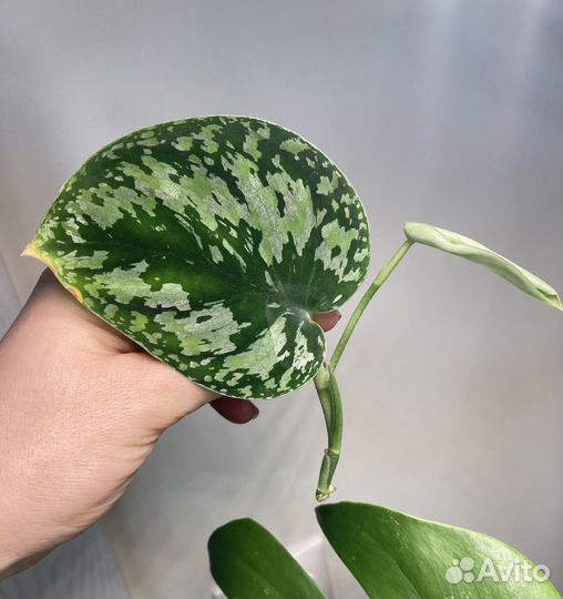 Сциндапсусы