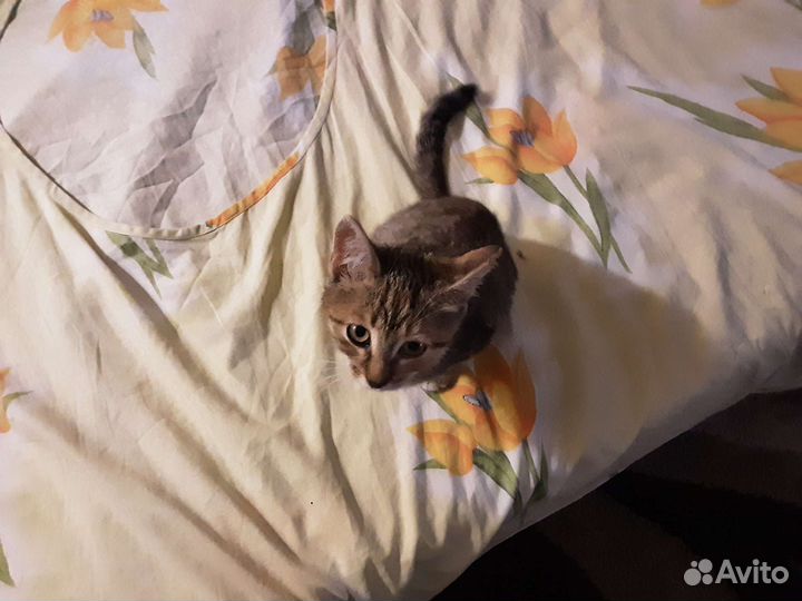 Отдам в добрые руки