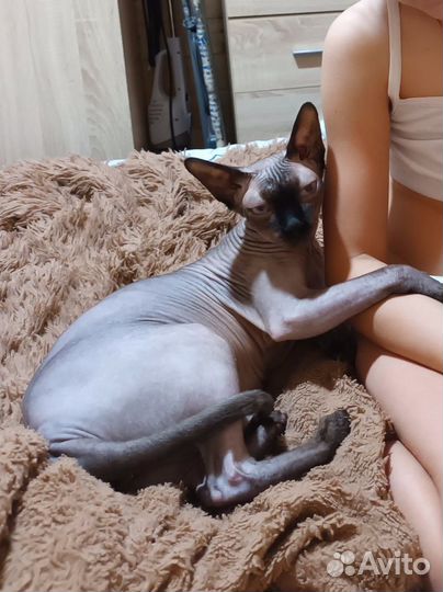 Канадский сфинкс