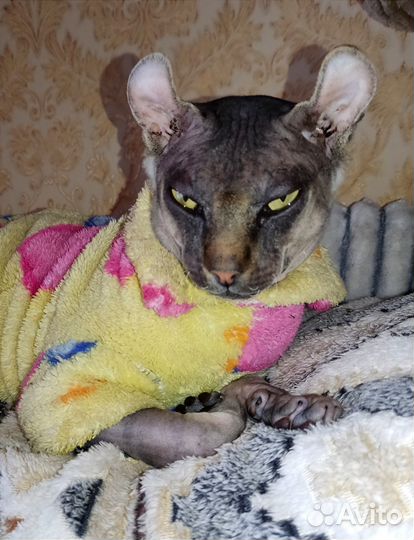 Сфинкс эльф (вязка)