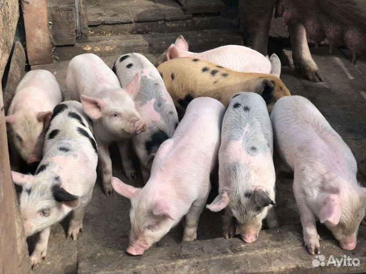 Поросята порода : ландрас с дюрком 1;1.5;2;3;4 мес