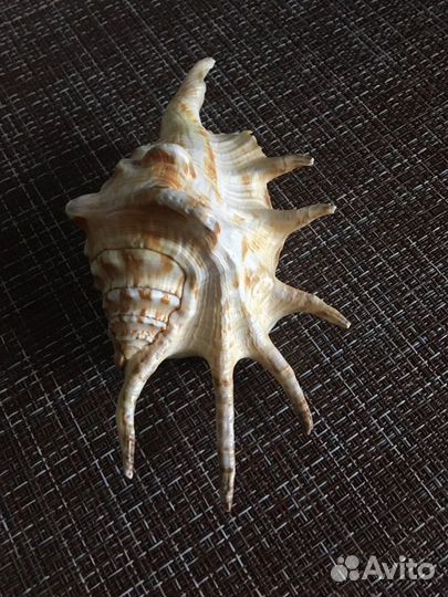 Ракушки морские