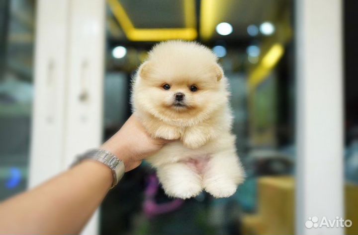 Микро и Мини Померанцы