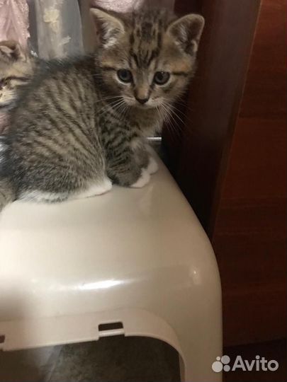 Котята в дар бесплатно