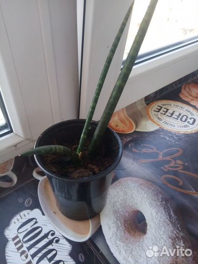Сансевиерия цилиндрика экзот