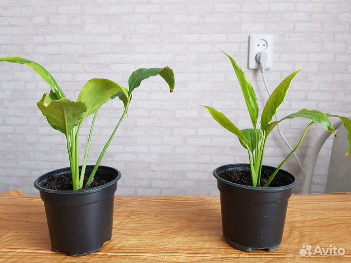 Спатифиллум (женское счастье)