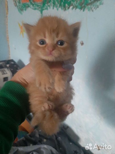 Кошка в дар