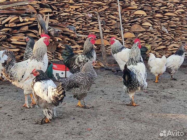 Молодые петухи и курицы
