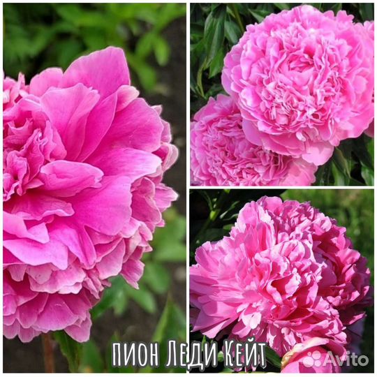 Пионы 4 сорта