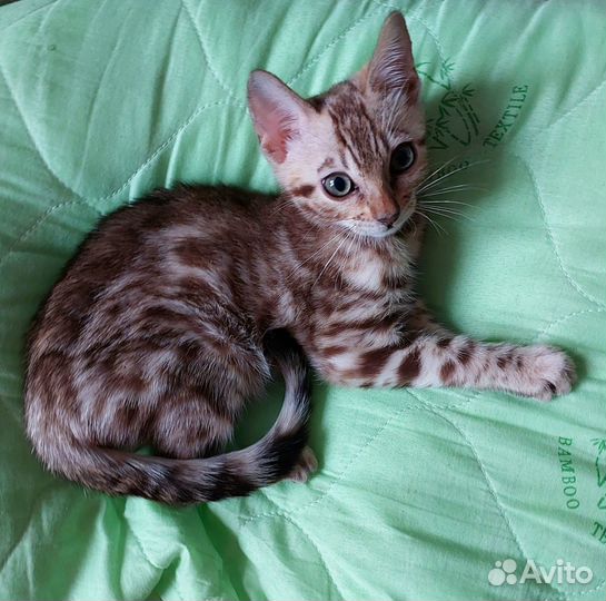 Бенгальский котенок мальчик
