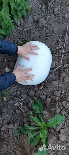 Гриб головач(дождевик)