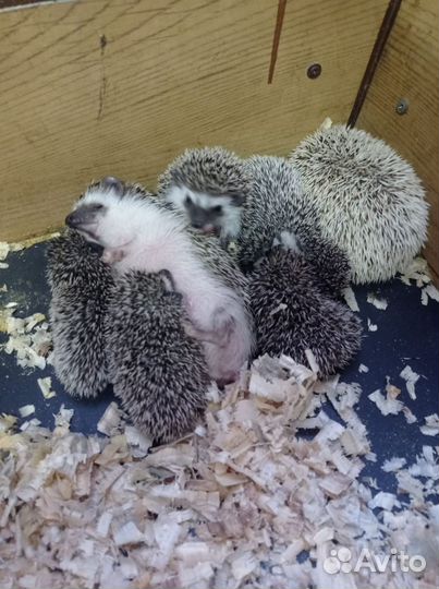 Африканский ежик