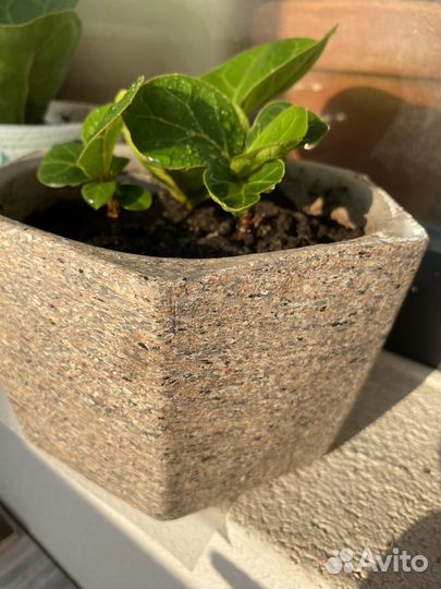 Фикус лирата бамбино