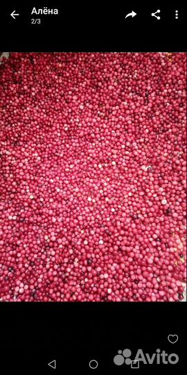 Клюква свежая