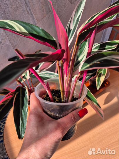 Строманта триколор