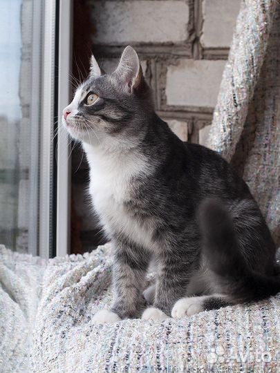 Котенок ищет дом