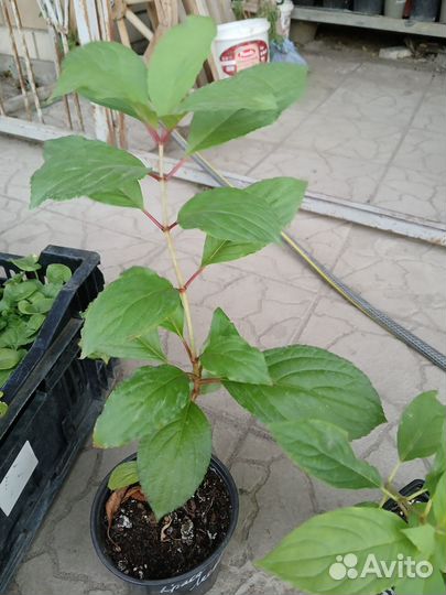 Гортензия Краса Лескова (саженцы)