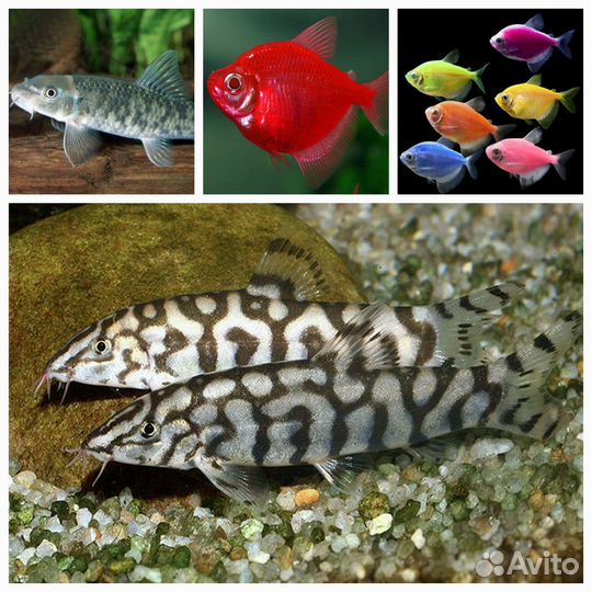 Аквариумные рыбки
