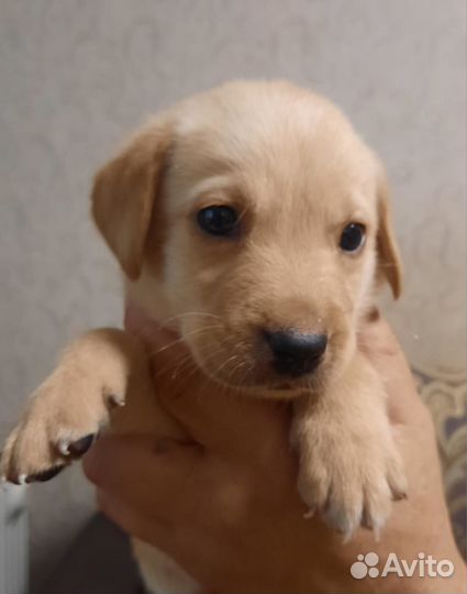 Щенки лабрадора