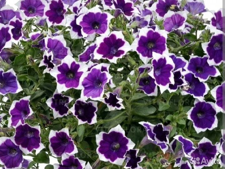 Вегетативная петуния